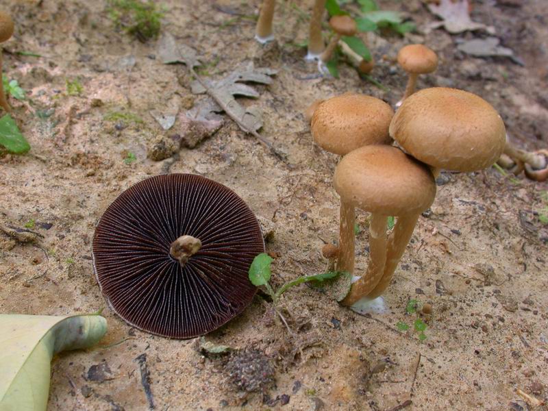 Psathyrella lacrymabunda